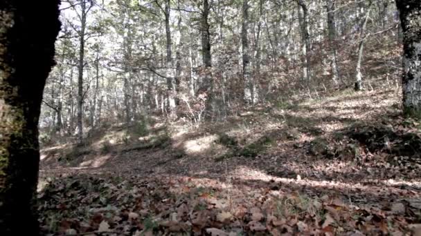 Coureur dans les bois 