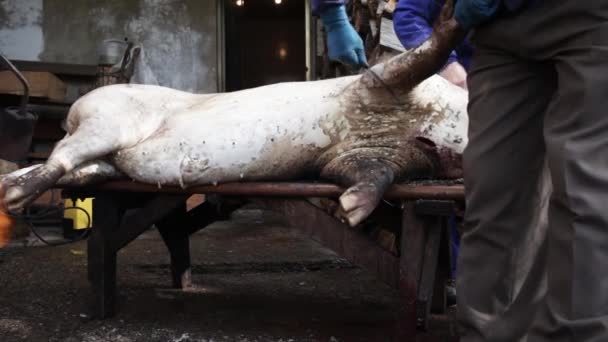 Cochon abattu dans la table — Video