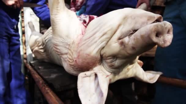 Geschlachtetes Schwein im Herbst — Stockvideo