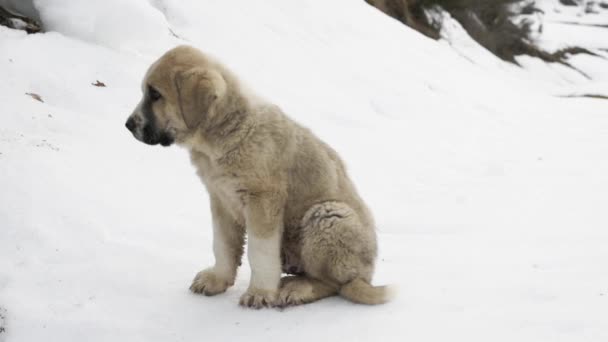 Amitié entre deux mastiffs 