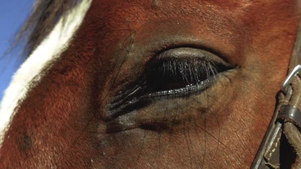 Detalhe de um olho de cavalos — Vídeo de Stock