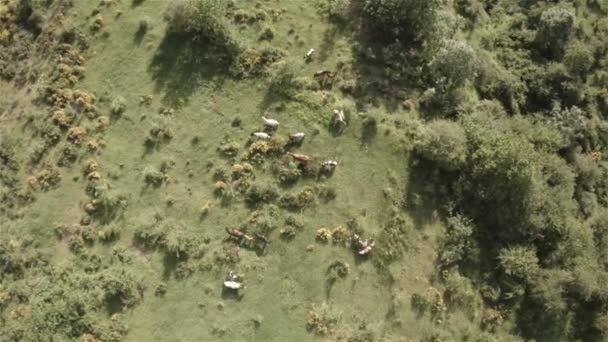 Vue aérienne des chevaux dans la nature 