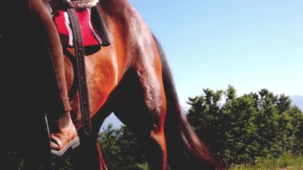 Détail dos de cheval avec cavalier — Video