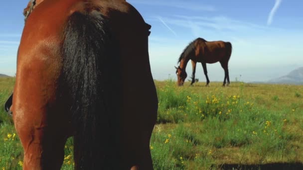 Две лошади, пасущиеся в горах — стоковое видео
