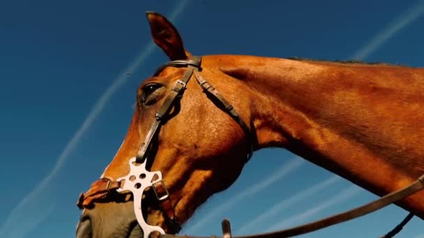 Cabeza de caballo disparada desde abajo — Vídeo de stock