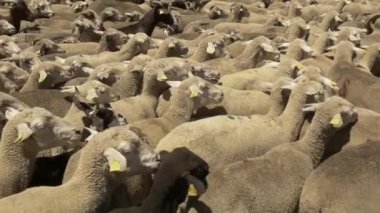 Merinos koyun sürüsü yakın çekim