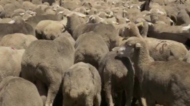 Merinos koyun sürüsü arkası