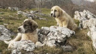 Dağlarda genç mastiffs