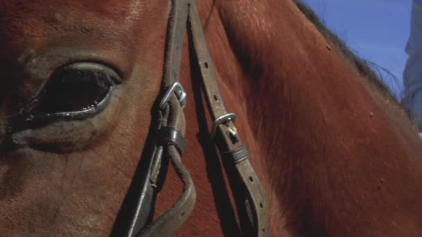 Detalle de un ojo de caballo — Vídeo de stock
