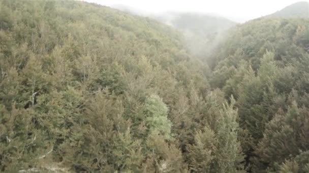 Arbres vue aérienne dans la forêt — Video