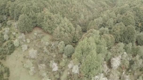 숲에서 나무 공중 보기 — 비디오