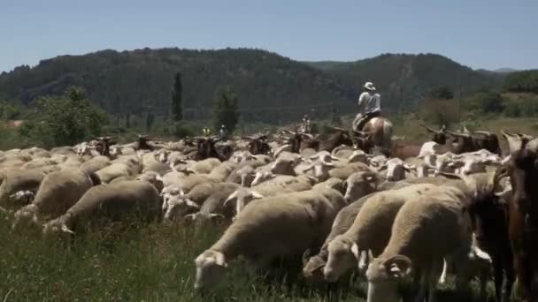 Çoban ve Merinos koyun sürüsü — Stok video