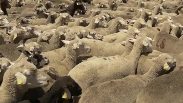 Rebaño de ovejas merino de cerca — Vídeos de Stock