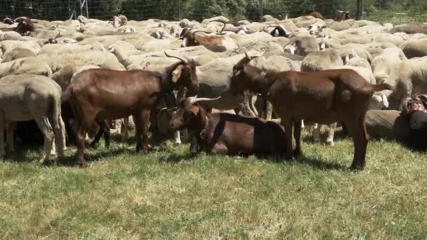 Tres cabras y un rebaño de ovejas merino — Vídeo de stock