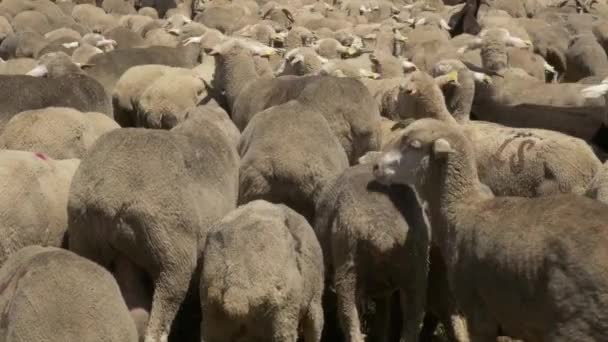 Πίσω από ένα κοπάδι των προβάτων merino — Αρχείο Βίντεο