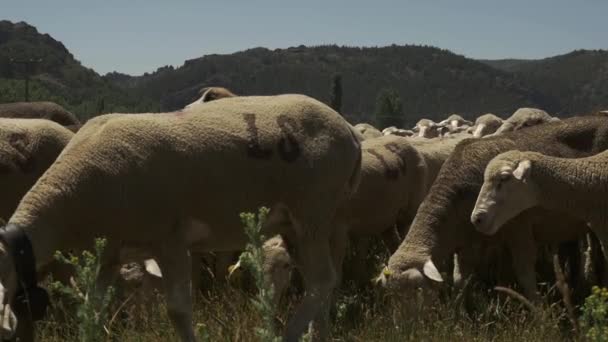 Flock of merino sheeps slow motion — Stock Video