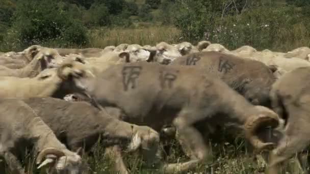 Flock of merino sheeps — Stock Video