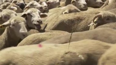 Merinos koyun sürüsü yakın çekim