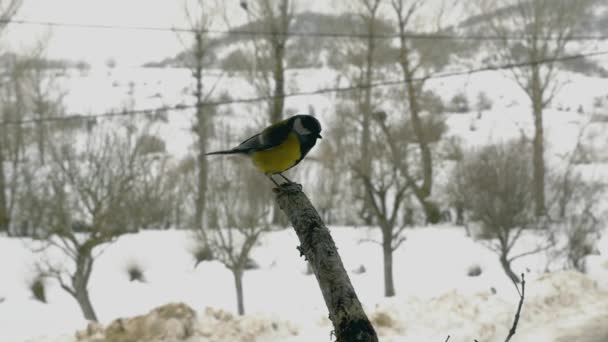 Велика синиця в гілці в зимовий час — стокове відео