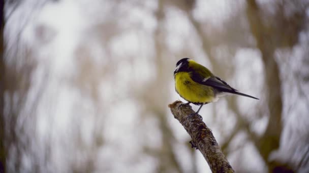 Koolmees in een tak in de winter — Stockvideo