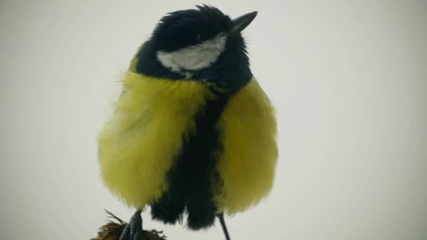 Great tit in a branch in winter time — Stock Video