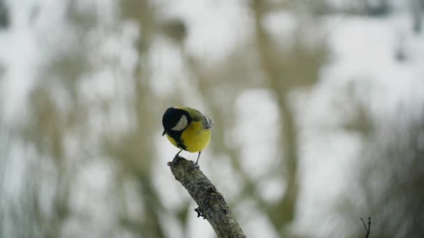 Great tit in a branch in winter time — Stock Video