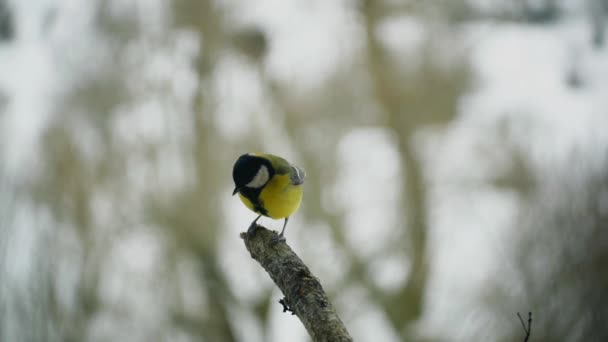 Koolmees in een tak in de winter — Stockvideo