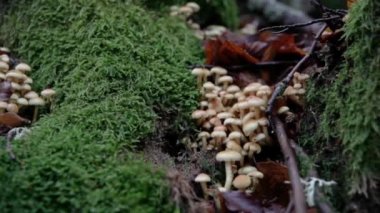 Grup mantar sonbahar ormanında