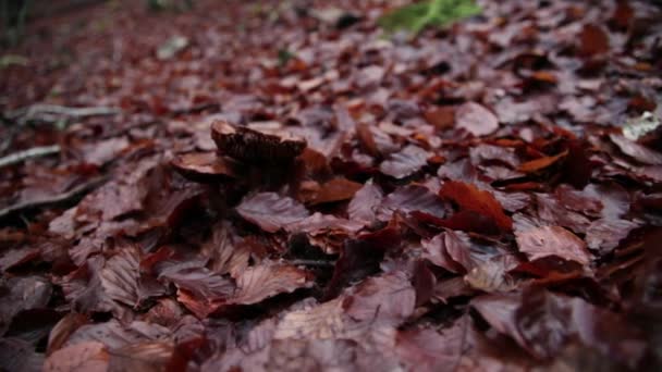 Τσιγαρίζουμε τα μανιτάρια με φύλλα του φθινοπώρου — Αρχείο Βίντεο