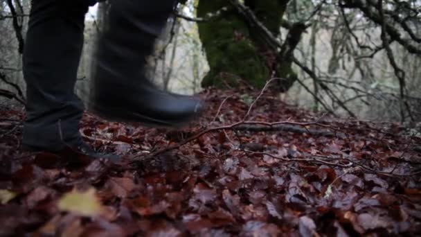 En promenad i skogen på hösten — Stockvideo