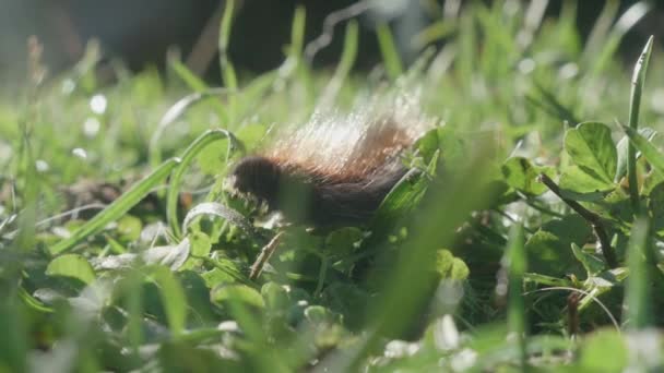 Сосновая гусеница в лесу — стоковое видео