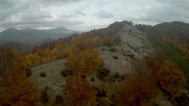 Antenn skott av beechs hösten skogen i bergen — Stockvideo