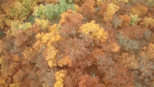 Foto aérea de hayas Bosque de otoño en las montañas — Vídeos de Stock