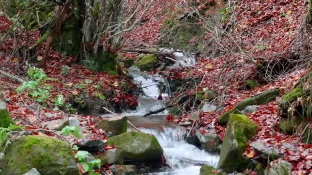 Bosque de hayas y un río que atraviesa las hojas de otoño — Vídeo de stock