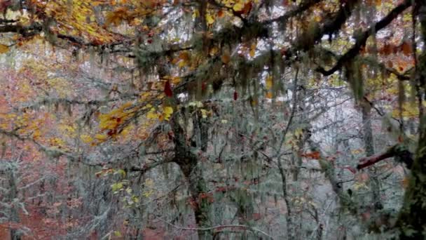 Bosque de roble con liquen en las ramas durante la temporada de otoño — Vídeos de Stock