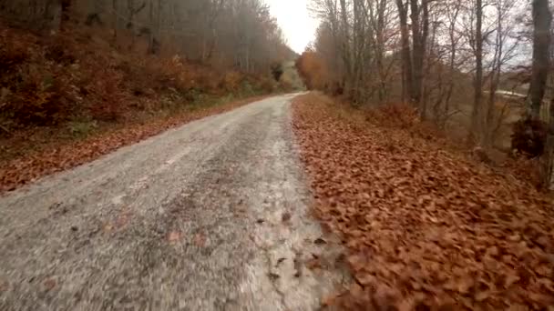 Herbstwald aus der Luft und eine Straße mit Blättern und Wind — Stockvideo