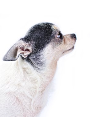 Beyaz arka planda Chihuahua köpeği 