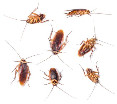 Beyaz arka planda hamamböceği 