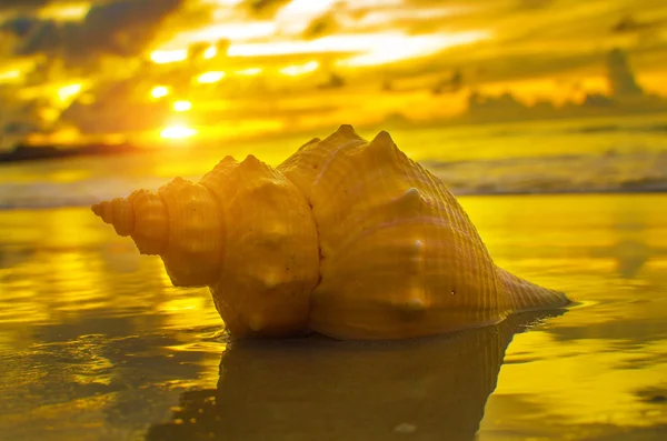 Vacker strand med sunrise bakgrund. Fokusera på sea shell. — Stockfoto