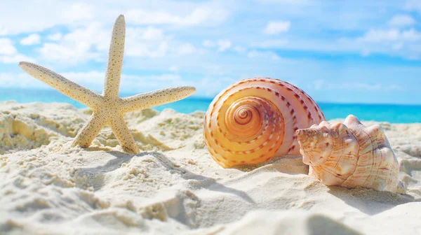 Sommaren koncept med sandstrand, snäckor och sjöstjärnor. — Stockfoto