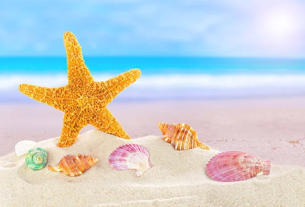 Playa de verano con estrellas de mar y conchas — Foto de Stock