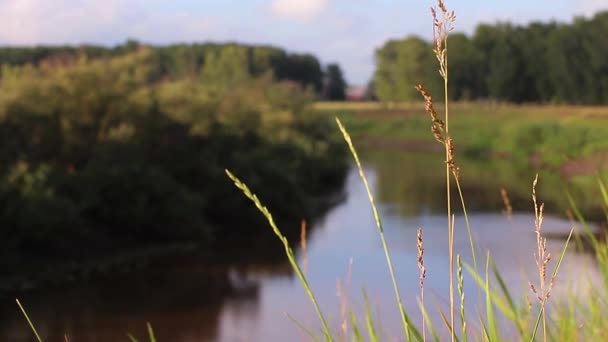 Fű leng a szélben, a háttérben a víz — Stock videók