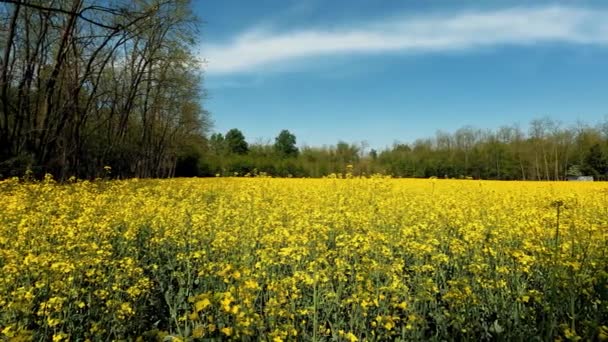 Campo Com Flores Amarelas Itália — Vídeo de Stock