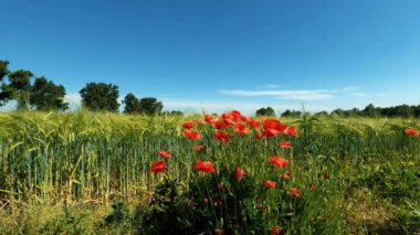 Buğday tarlaları ve gelincikleriyle manzara