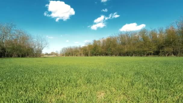 Prairies Avec Herbe Verte Italie — Video