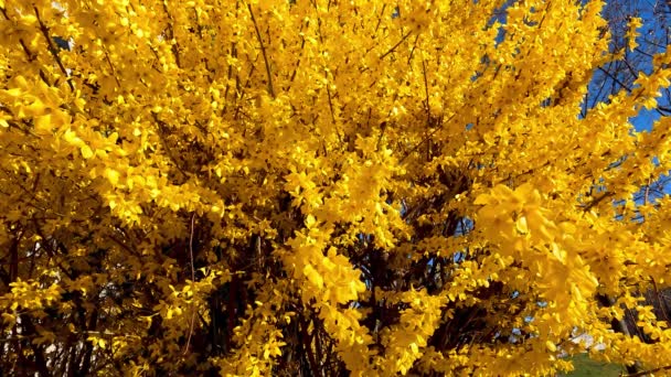 Tree Yellow Flowers Spring — Stock Video