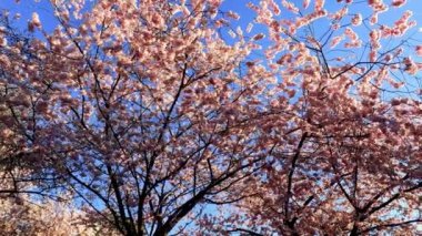 Pembe Çiçekler ve Mavi Gökyüzü ile Bitki