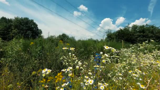 Spring Landscape Multicolored Flowers — Stock Video