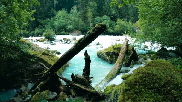 Relaxarea Totală Pădurea Dolomiților — Videoclip de stoc