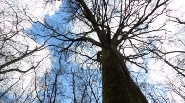 Ormanın Büyük Meşesi